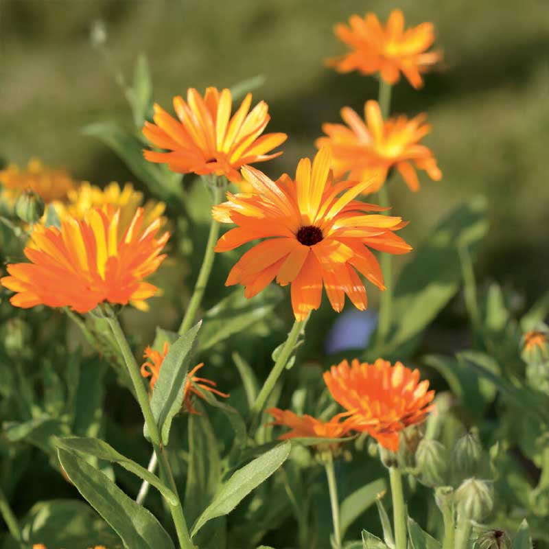 Ringblomst blandede farger Organic