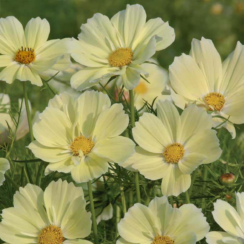 Pyntekorg 'Xanthos'
