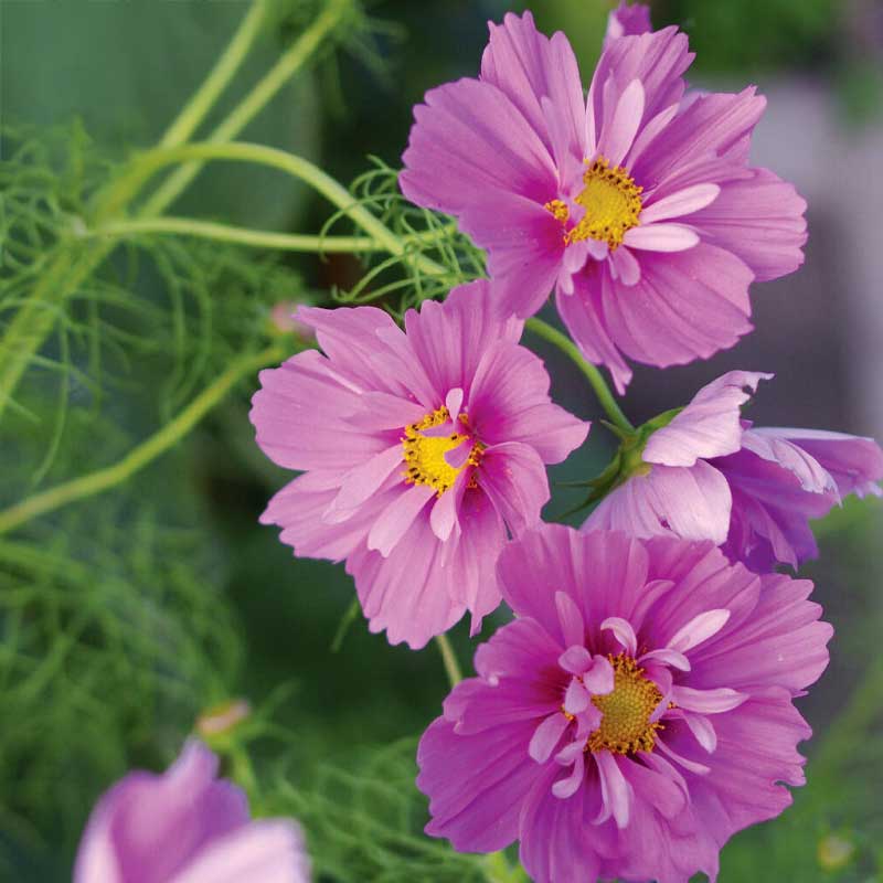 Kosmos 'Fizzy Pink Dark Center'