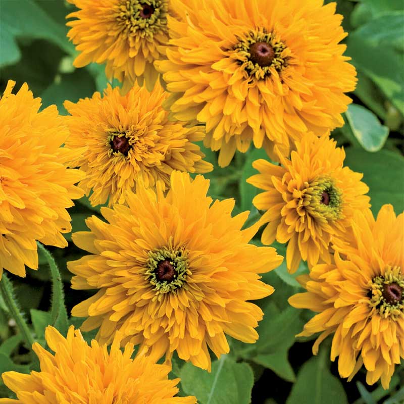 Sommerrudbeckia 'Maya'