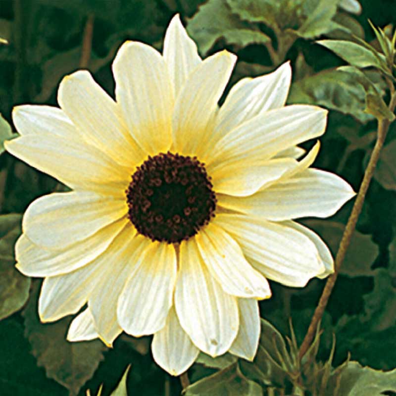 Solsikke 'Ice Cream'