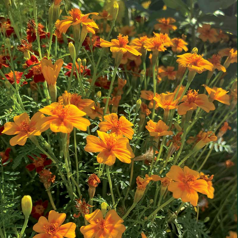 Liten tagetes 'Tangerine Gem'