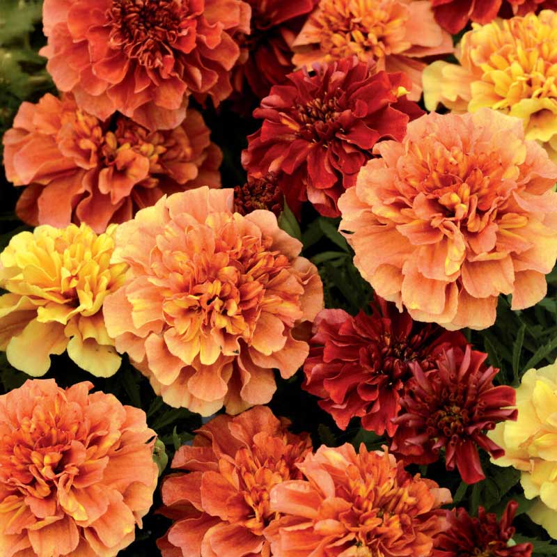 Fløyelsblomst 'Strawberry Blonde'