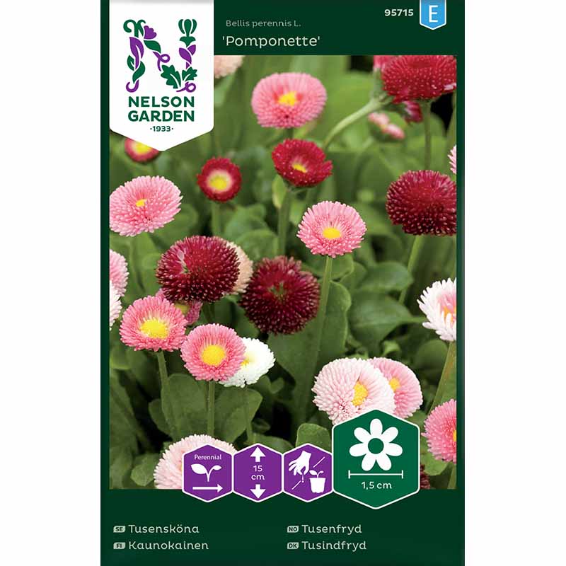 Tusensköna 'Pomponette'