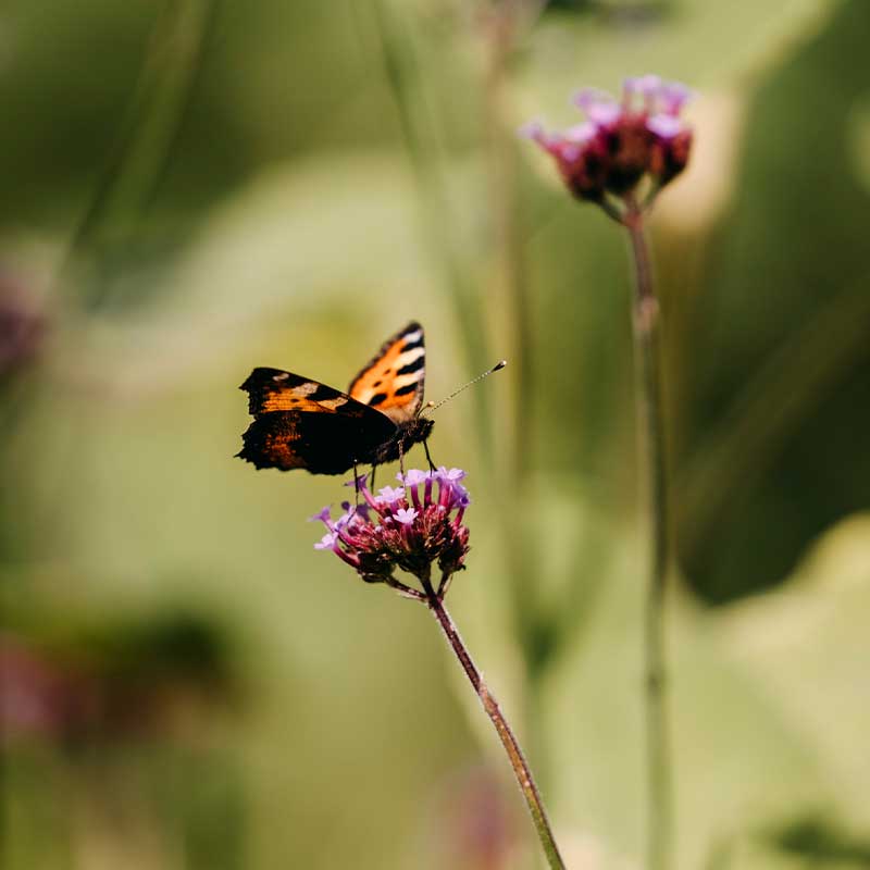 Høy verbena