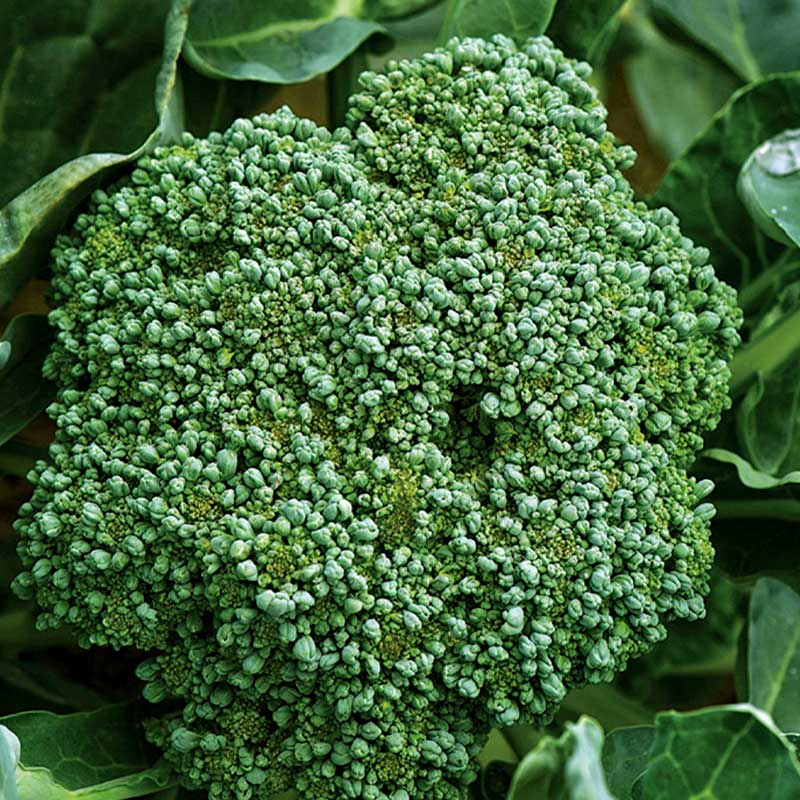 Brokkoli 'Calabrese natalino'