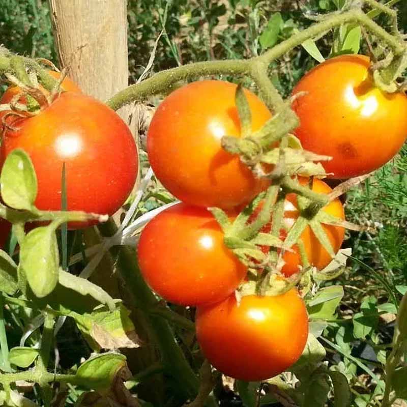 Tomat 'Balkonstar'