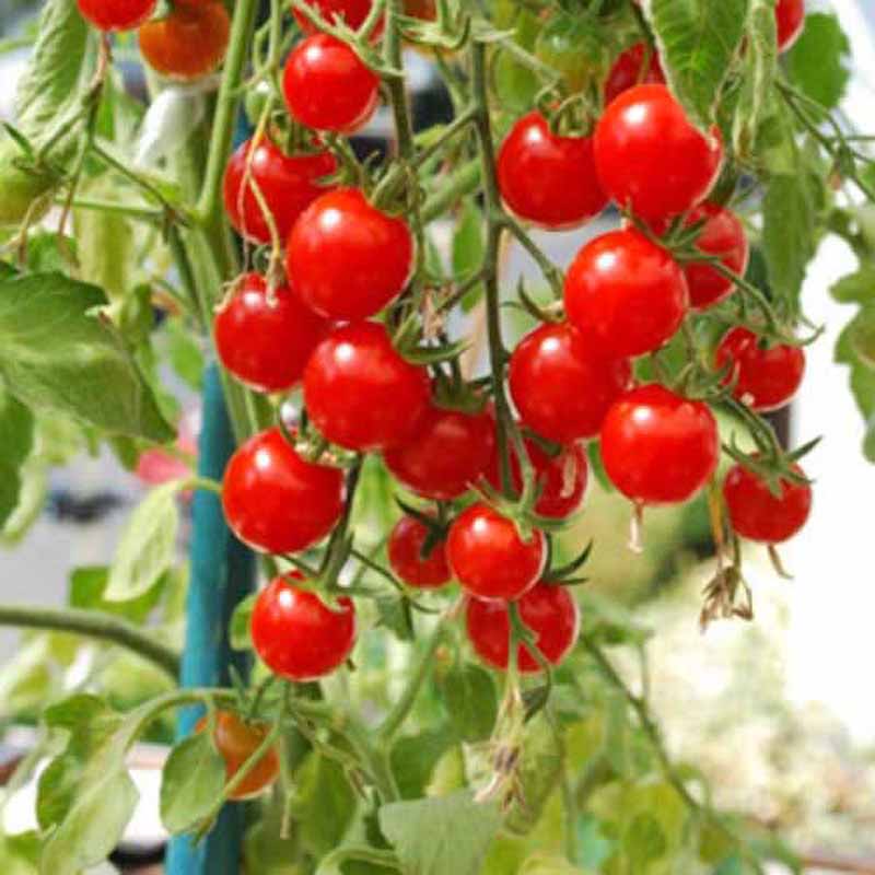 Tomato 'Rotondino'