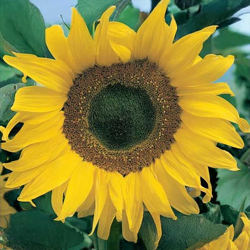 Solros 'Gelbe Riesen'
