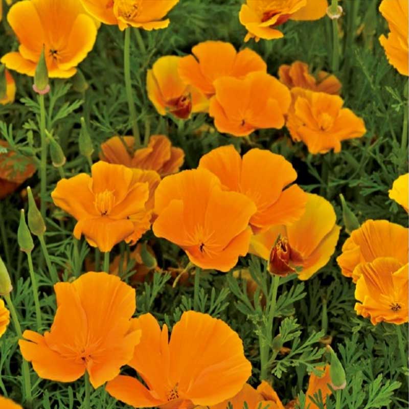 Sömntuta 'Orange King'