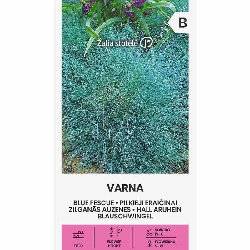 Blåsvingel 'Varna'