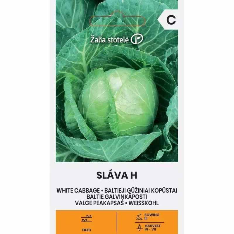 Vitkål 'Slava' H