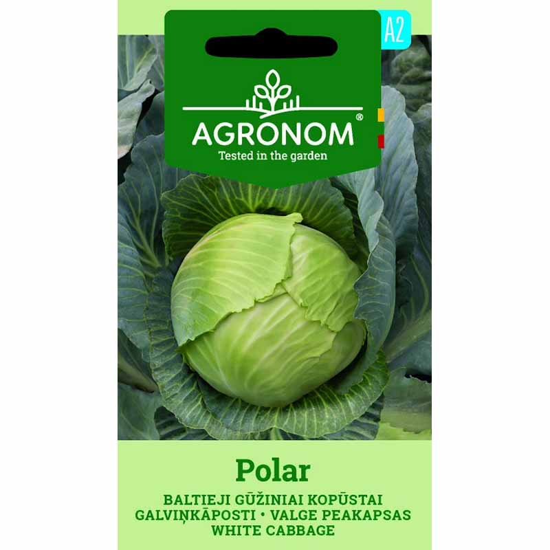 Hodekål 'Polar'