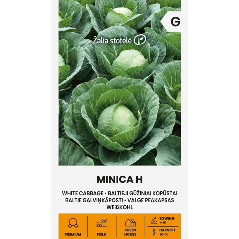 Vitkål 'Minica' H