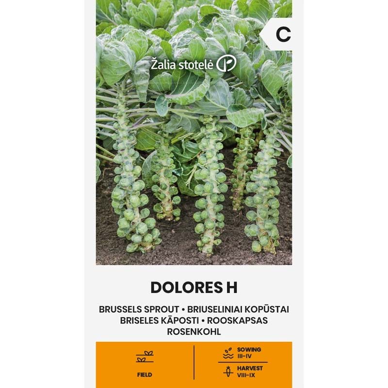 Rosenkål 'Dolores' H