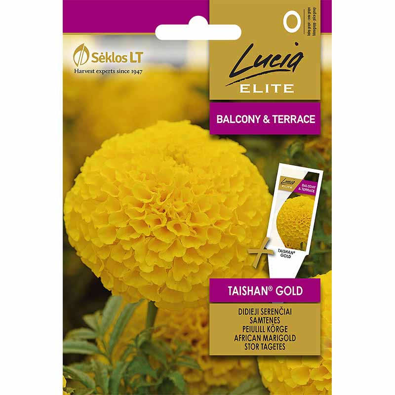 Stor fløyelsblomst 'Taishan® Gold'