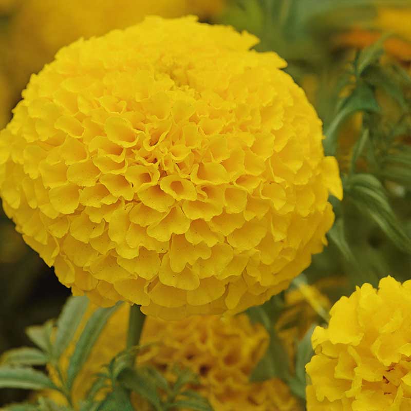 Stor fløyelsblomst 'Taishan® Gold'