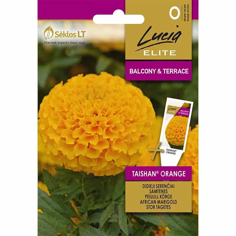 Stor fløyelsblomst 'Taishan® Orange'