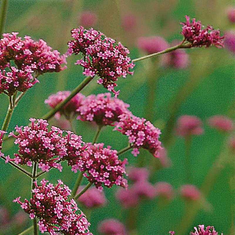 Jätteverbena 'Buenos aires'