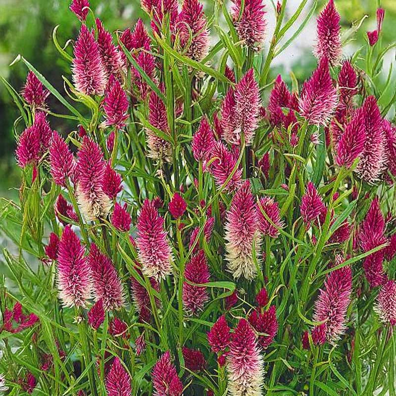 Axamarant 'Flamingo'