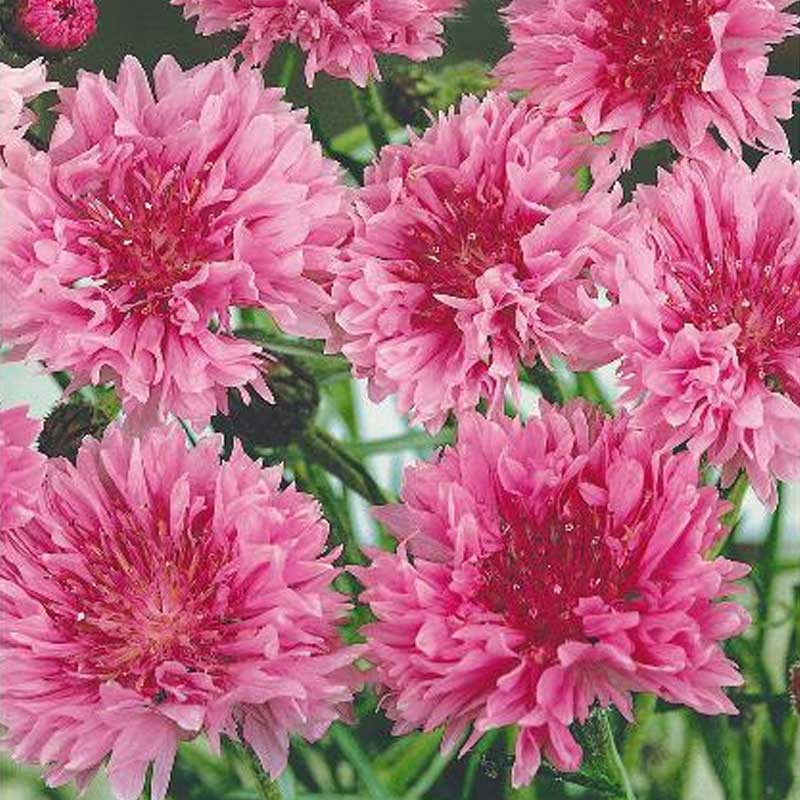 Blåklint 'Rose shade'