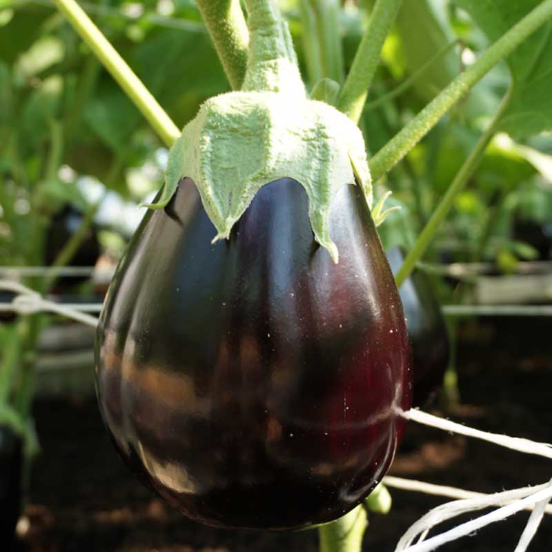 Aubergine 'Agata' H