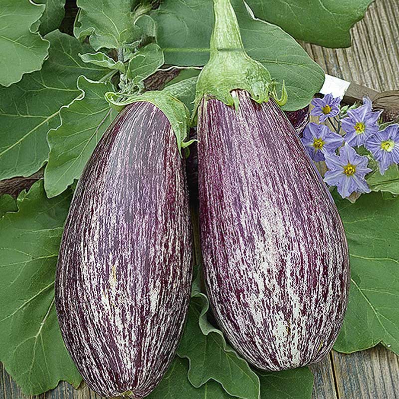 Aubergine 'Tsakoniki'