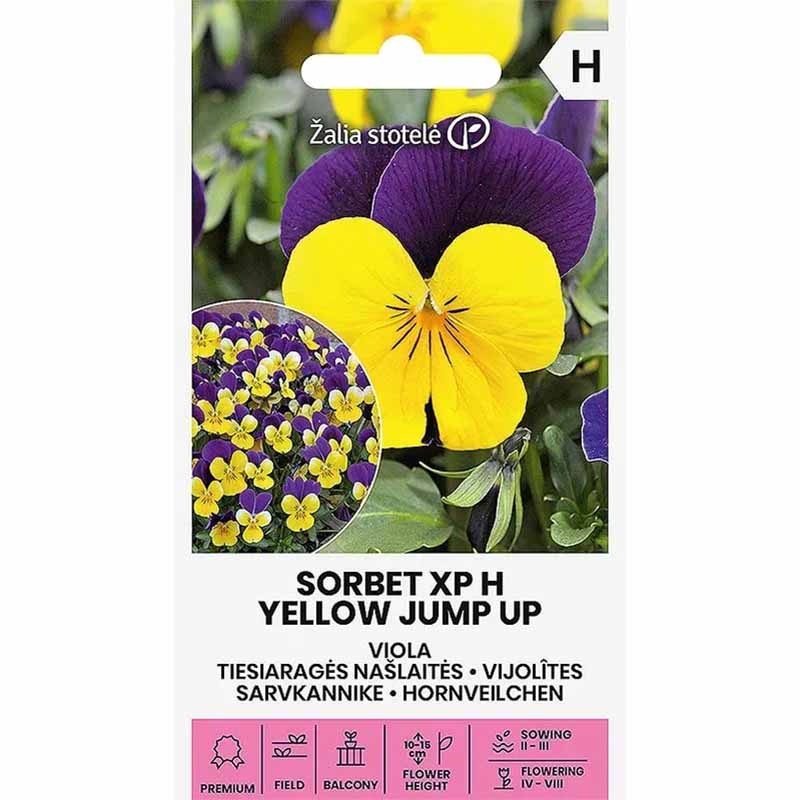 Hornviol 'Sorbet XP H Yellow jump up'
