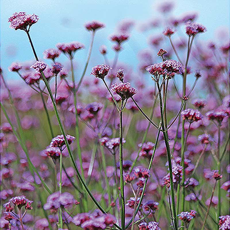Jätteverbena 'Vanity'