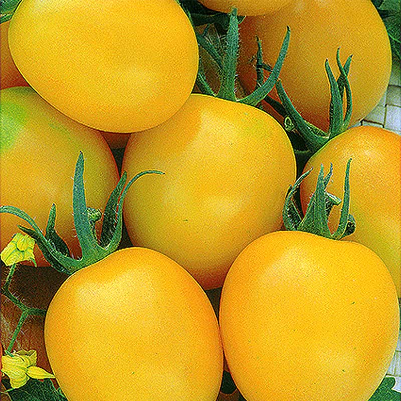 Plommontomat 'Yellow river' H