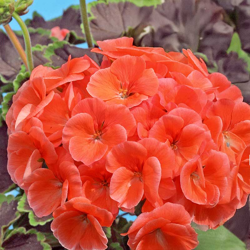 Pelargon 'Night Salmon' H