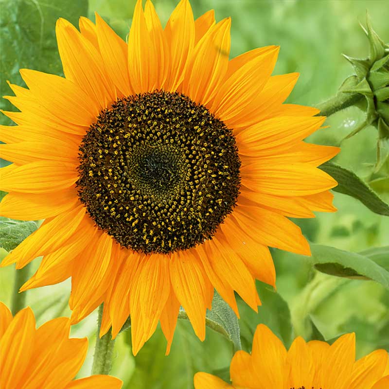 Solsikke 'Sunspot gold'