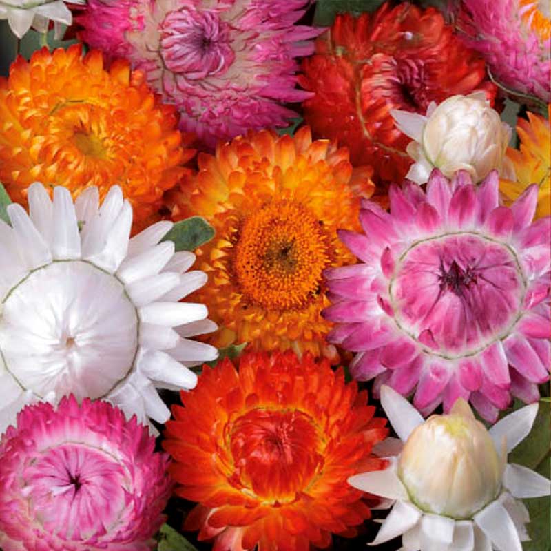 Evighetsblomst 'Tom Thumb'