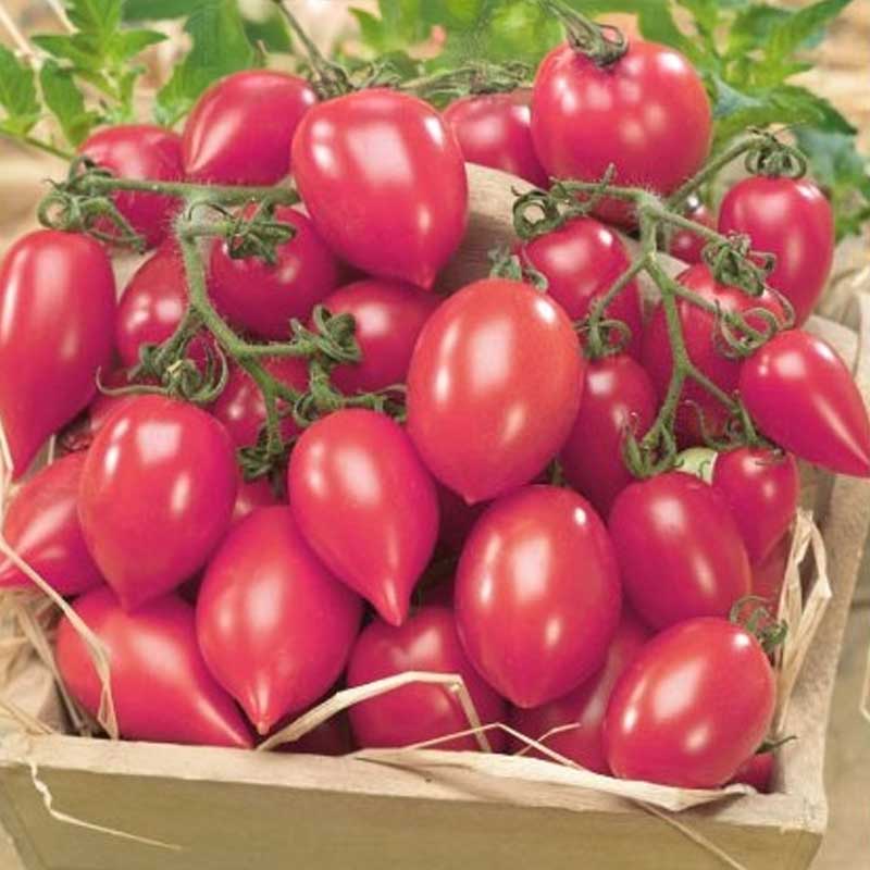 Tomat 'Plumbrella rosy pink'