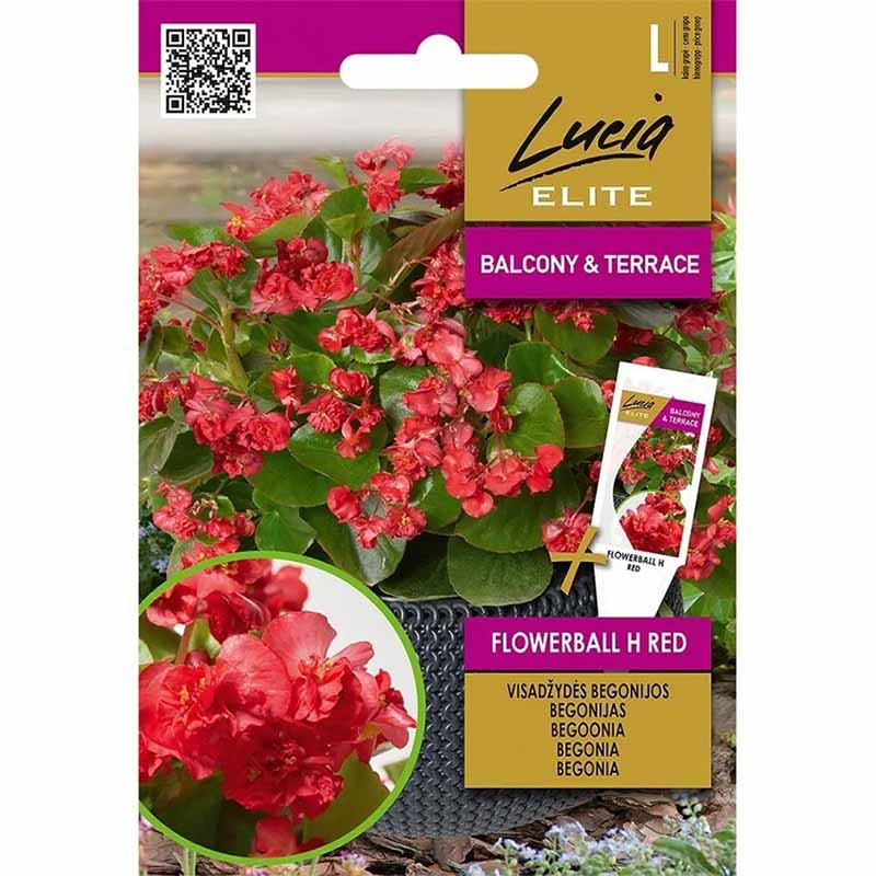 Begonia 'Flowerball' H