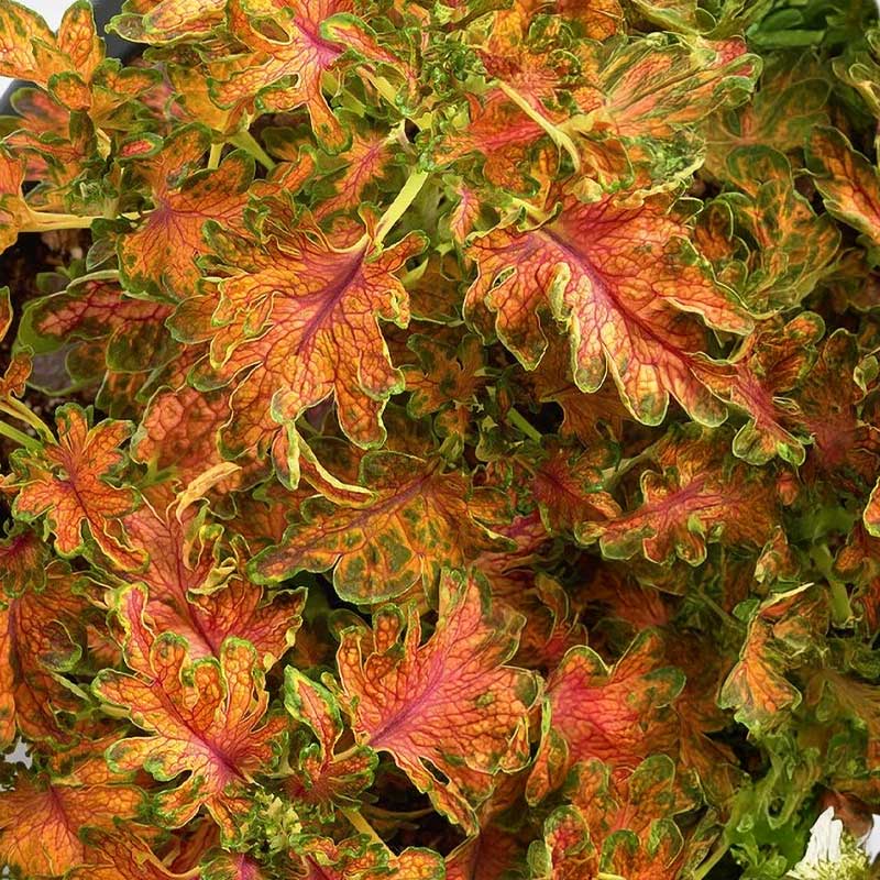 Palettblad 'Colocha scarlet'