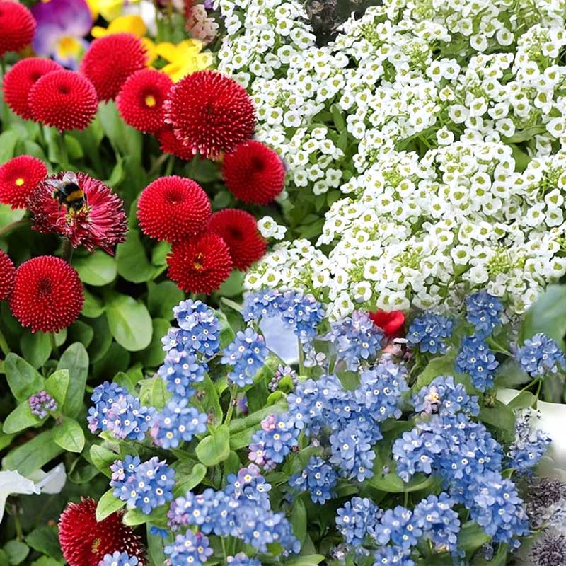 Blomstermix 'Spring balcony'