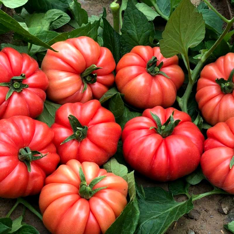 Tomat 'Cassarosa' H