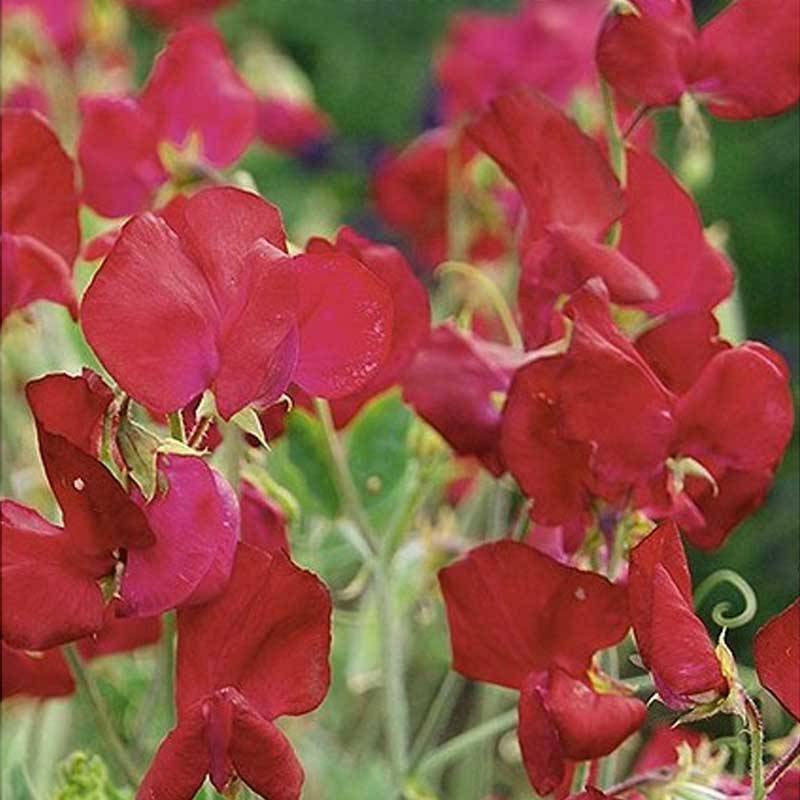 Luktärt 'Perfume Millenium'