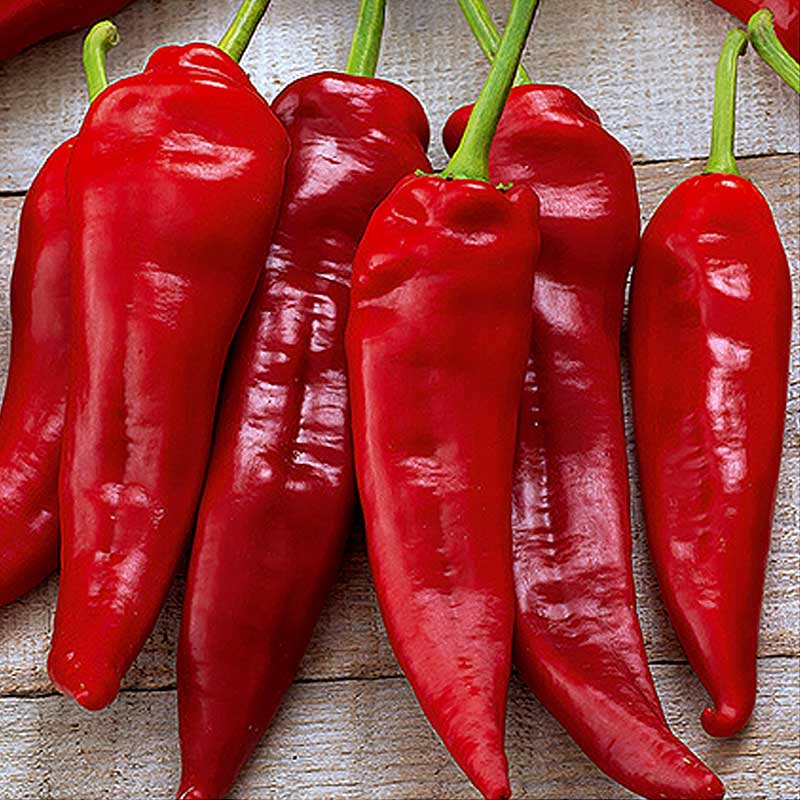 Paprika 'Komtesa' H