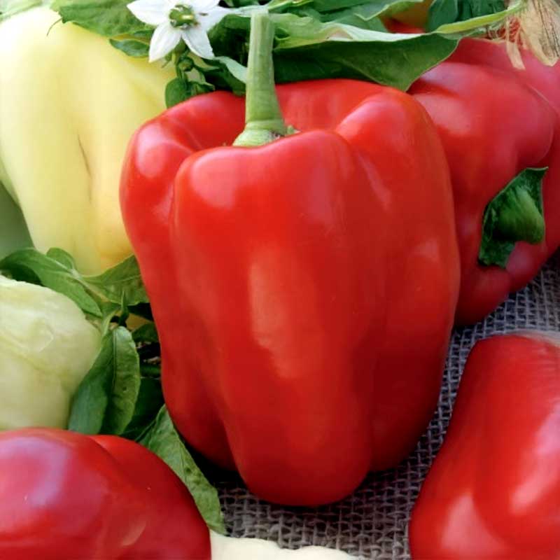 Paprika 'Rubika' H