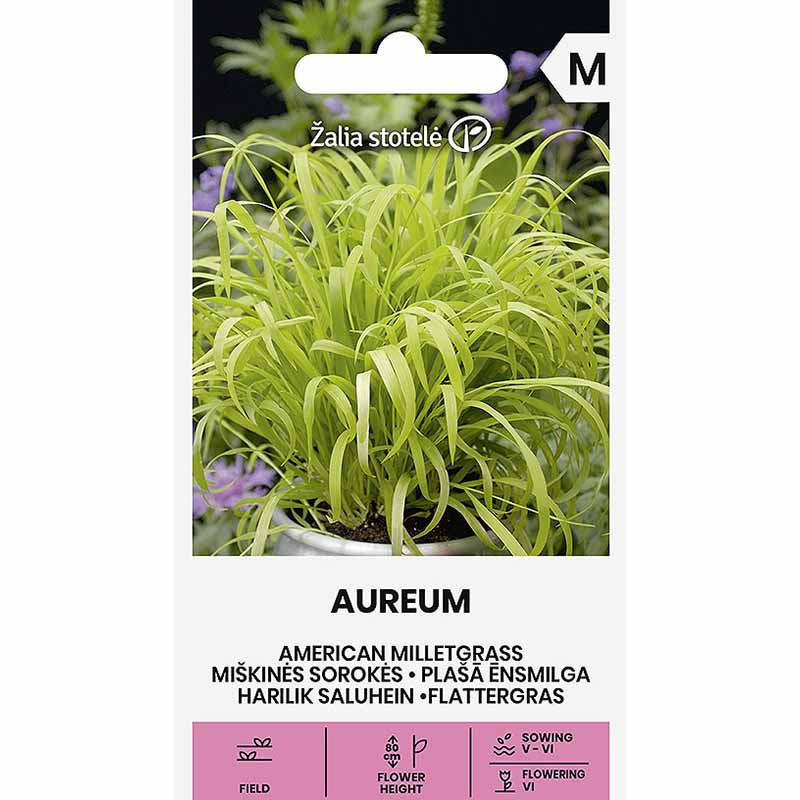 Hirsgräs 'Aureum'