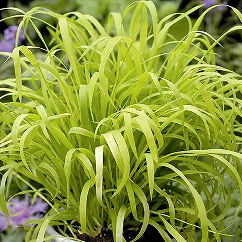 Hirsgräs 'Aureum'
