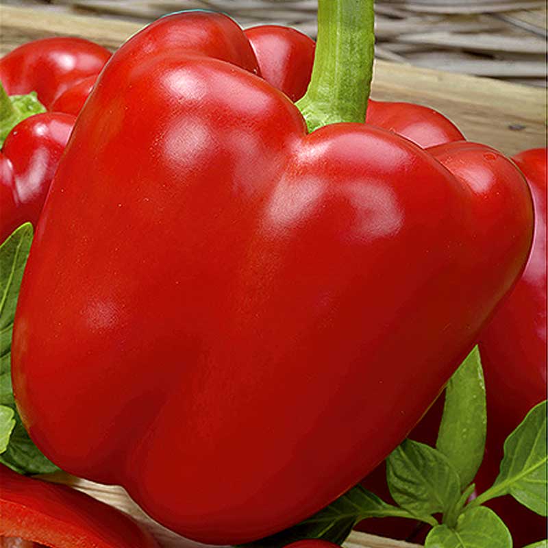 Paprika 'Bendigo' H