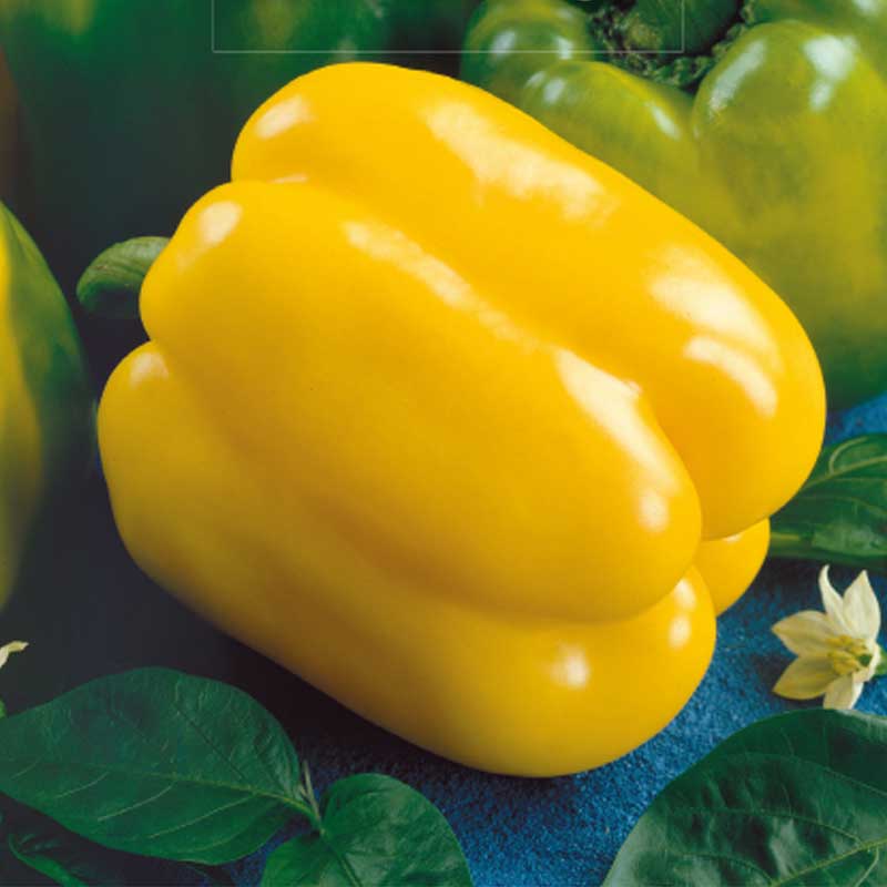Paprika 'Quadrato D'Asti Giallo'