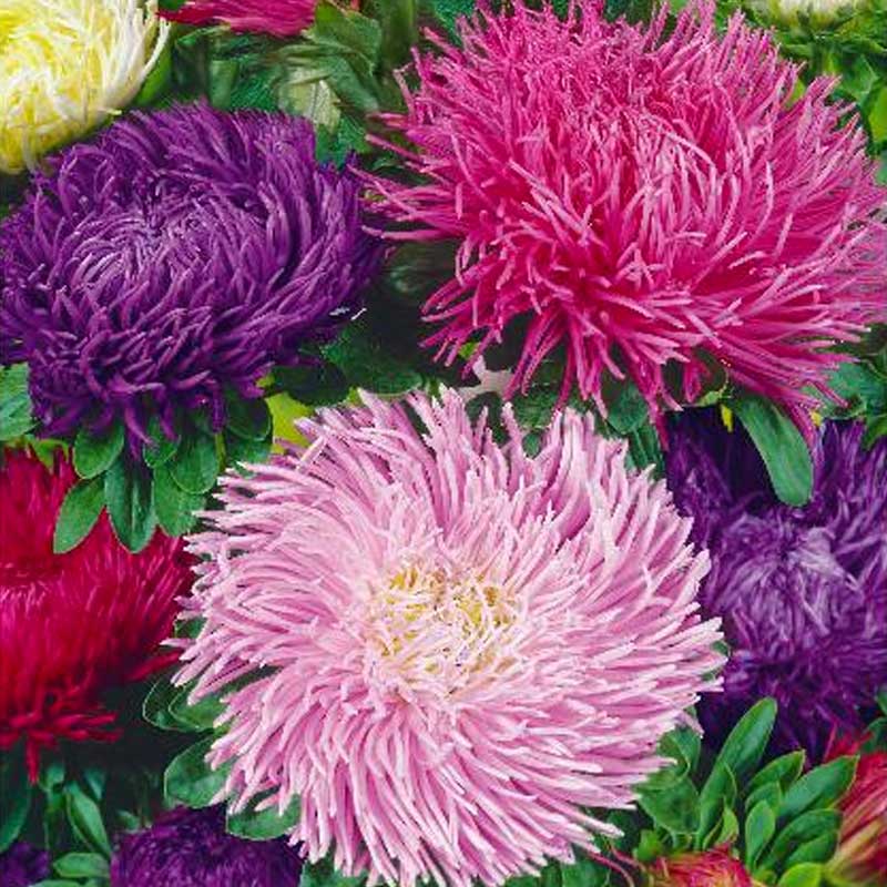 Sommerasters 'Kralen'