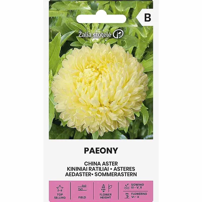 Sommerasters 'Paeony' gul