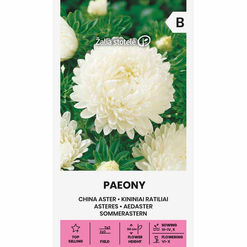 Sommaraster 'Paeony' vit
