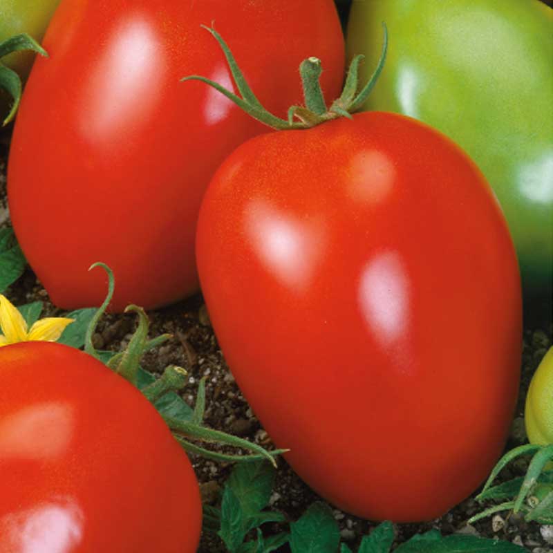 Tomat 'Šejk'