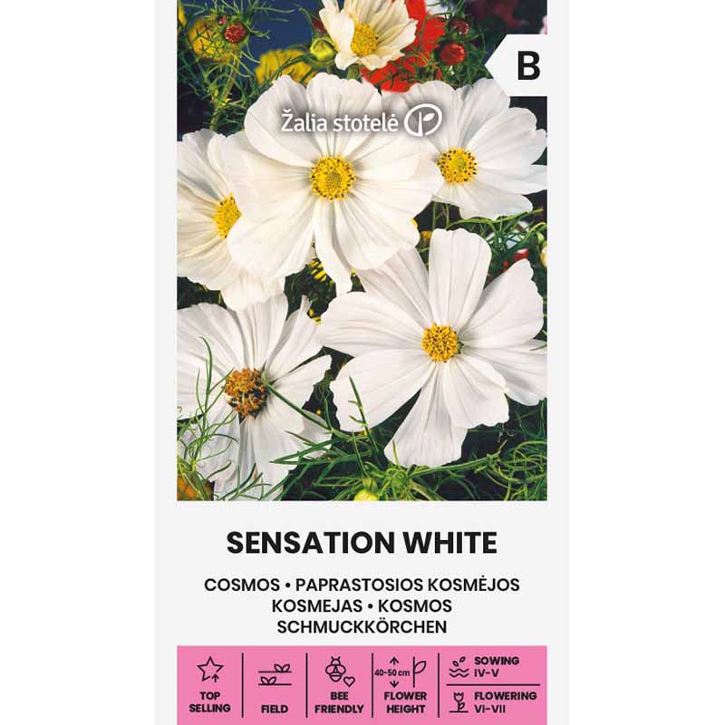 Rosenskära 'Sensation white'